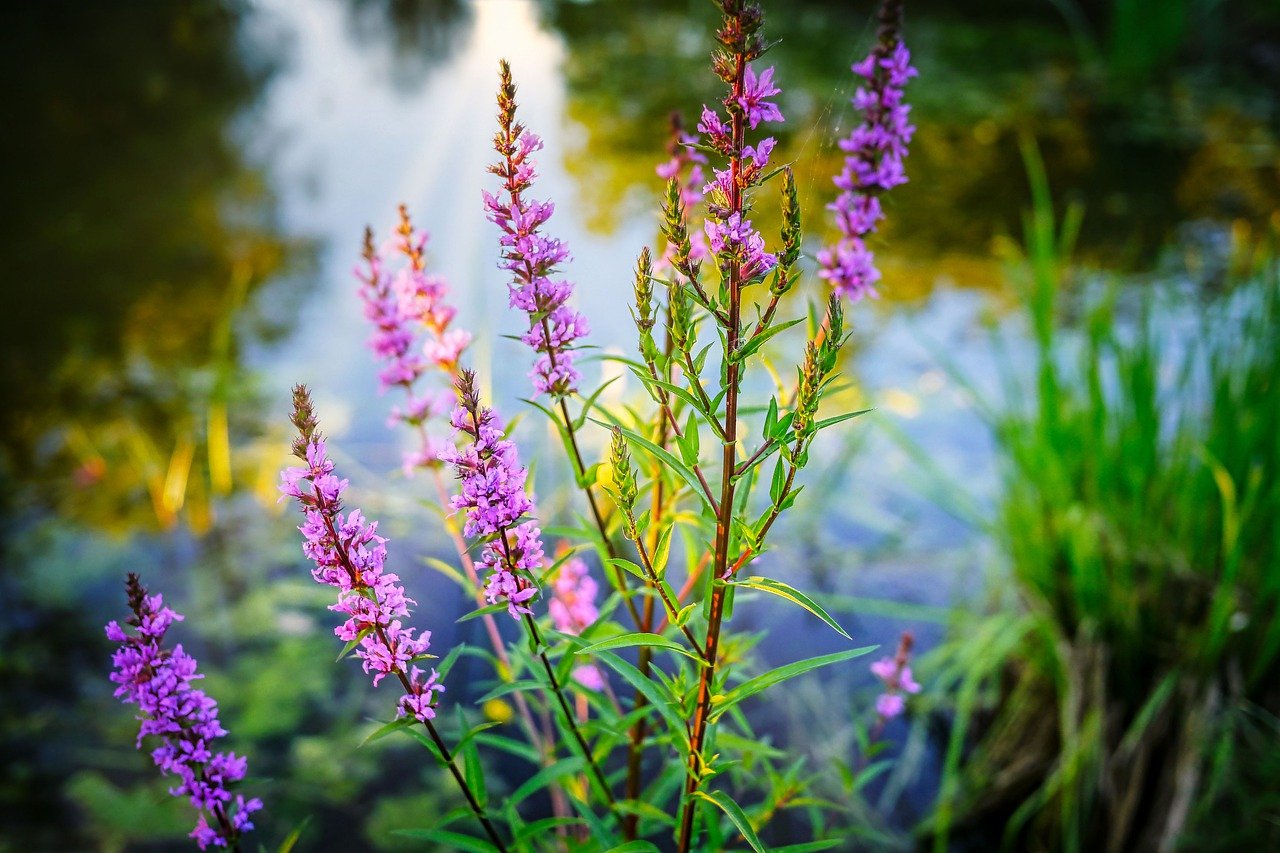 Bach Flower Remedies- Safe and Natural for Children